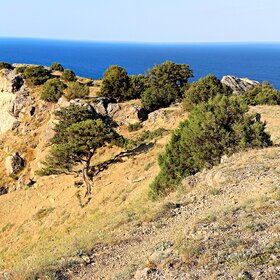 ��� �����.